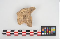 Foto von Tiergelenksknochen (NHMW-PRAE-026904)